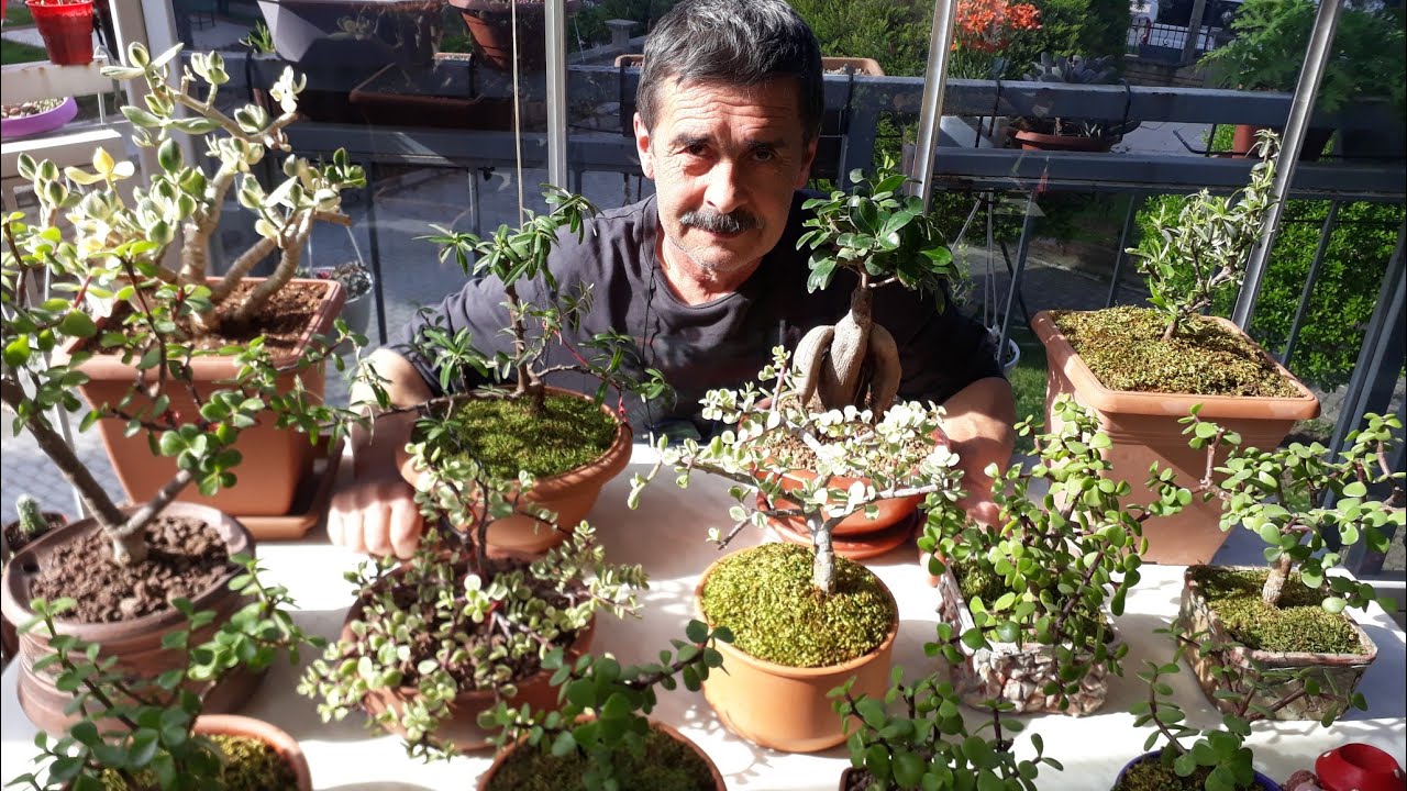 Bonsai Sukulent /Portulacaria Afra /Eşimin bitkileri :) ❤