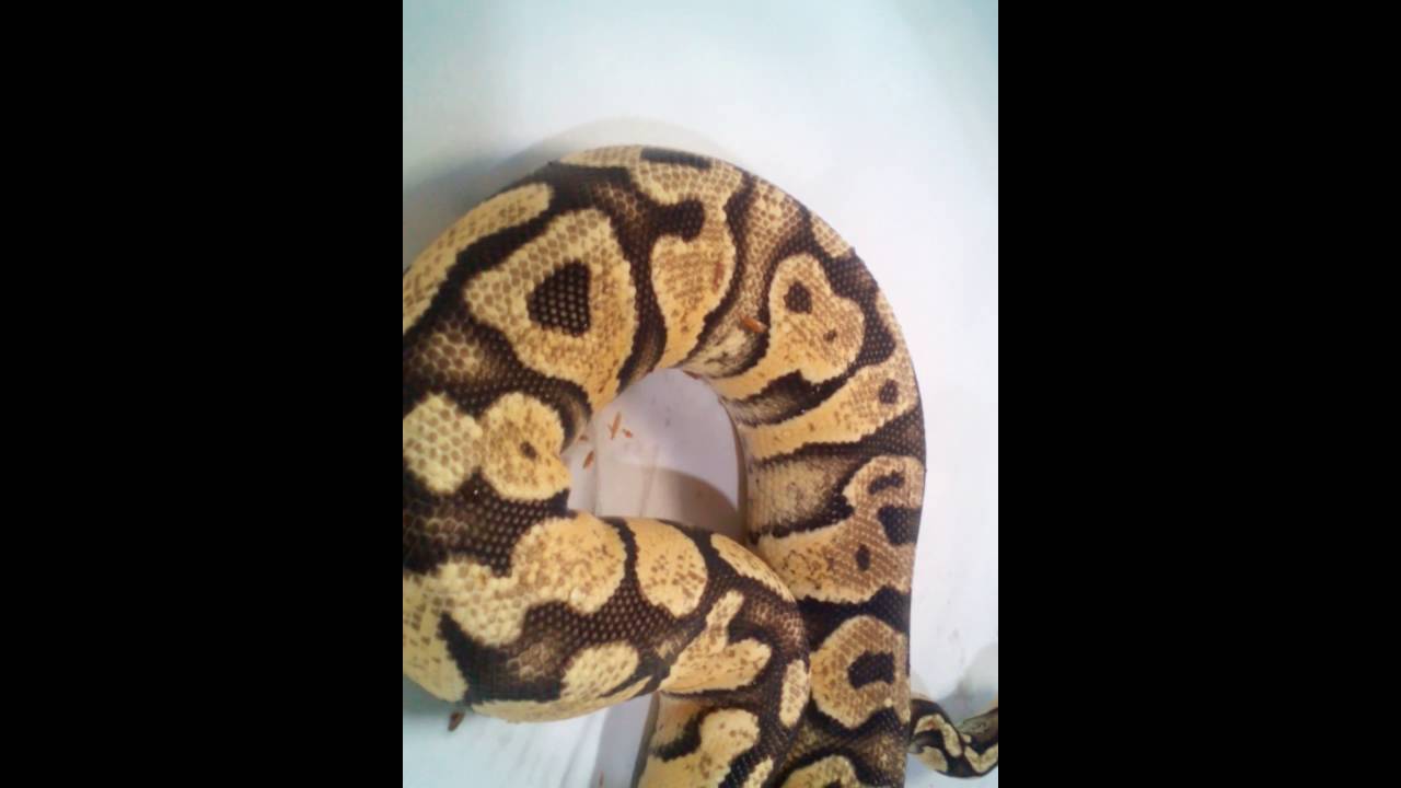 snakes on a plane พากย์ไทยเต็มเรื่อง Slangenhuis.be - PastelYellowbelly morph