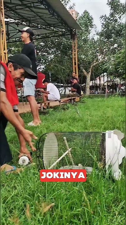 pancingan suara burung Lovebird #kicauburunglovebird #burung #mangkicauoffecial #kicaumania