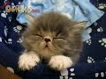 Kittah Has Too Much To Drink!