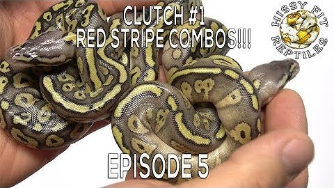 Clutch #1 Egg Cutting & Results! Red Stripe Combos! - Reptiles Remixed Episode 5