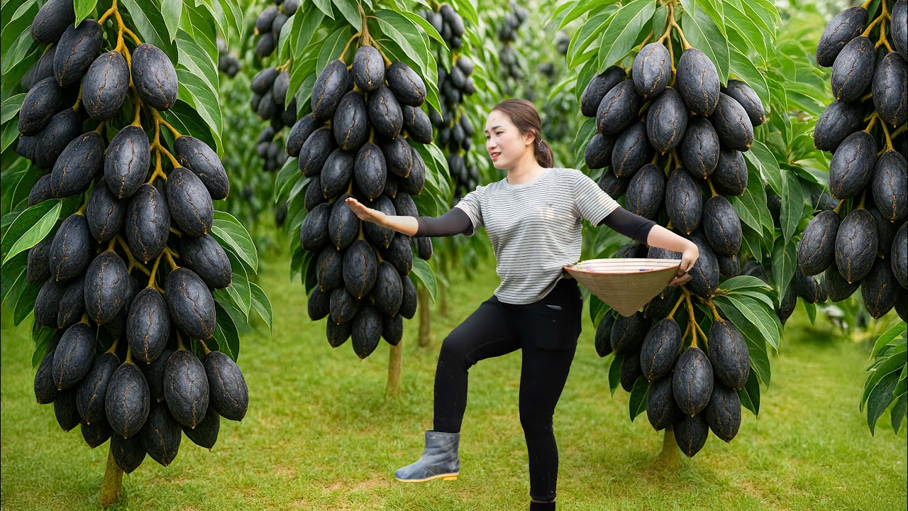 Harvesting Wild Black Canarium Fruit and Selling at the Village Market – Sold Out Quickly!