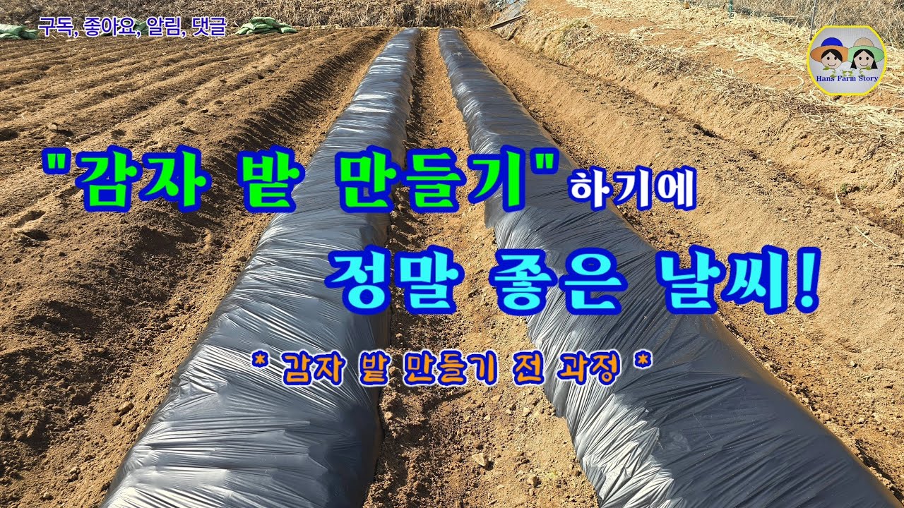 텃밭 감자 밭만들기 과정과 꿀팁