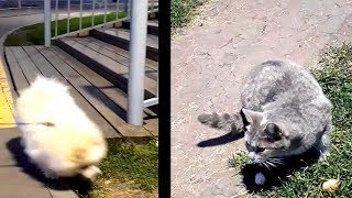 Dog 🐶 meets cat 😻 by GOOD ALEX 284 views 4 years ago 1 minute, 32 seconds