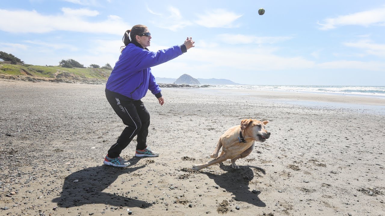 Why dog owners love the beach between Morro Bay and Cayucos Why dog owners love the beach between Morro Bay and Cayucos