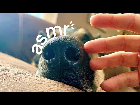 DOG ASMR + Dog Toy Haul - Tapping Scratching lofi