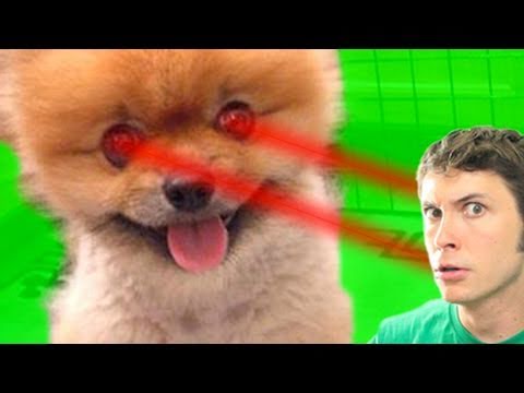LASER PUPPY!!! - YouTube