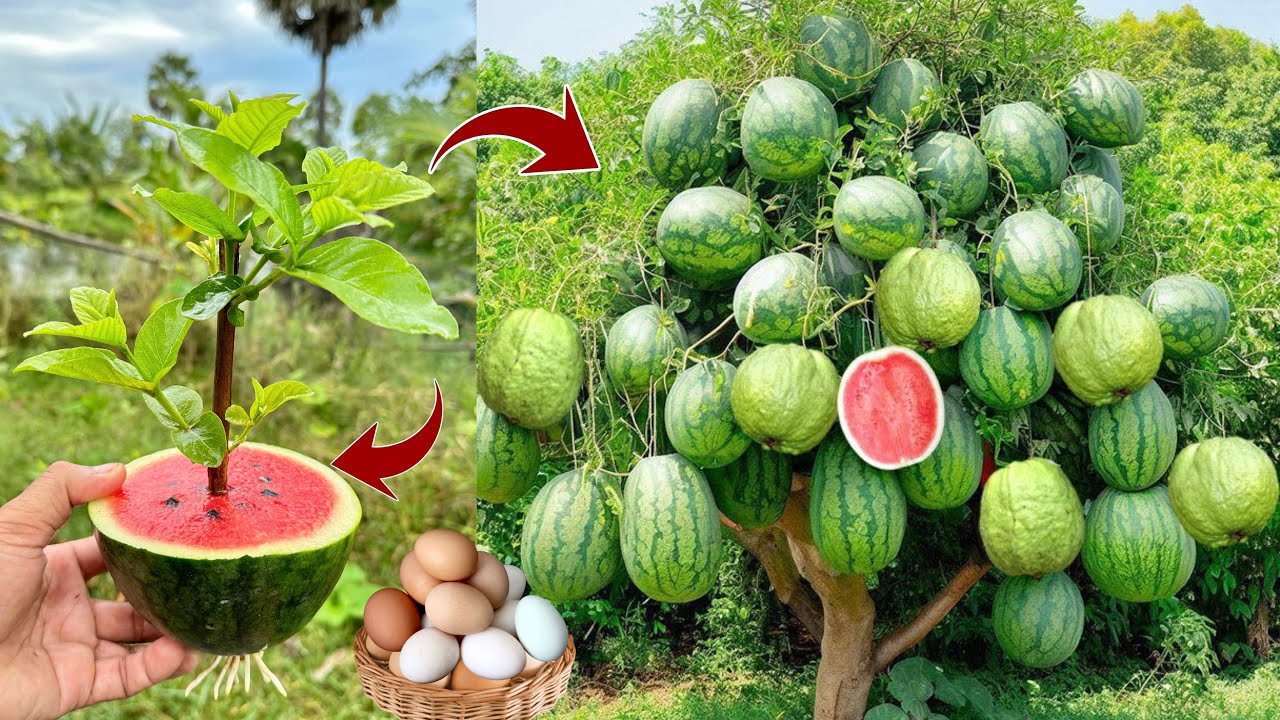 A great way to propagate Guava tree in watermelon fruit , get a fast 100% | Grow Guava Tree