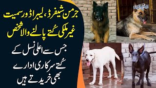 A Dog Breeder In Khanewal Keeps Best German Shepherds & Labradors