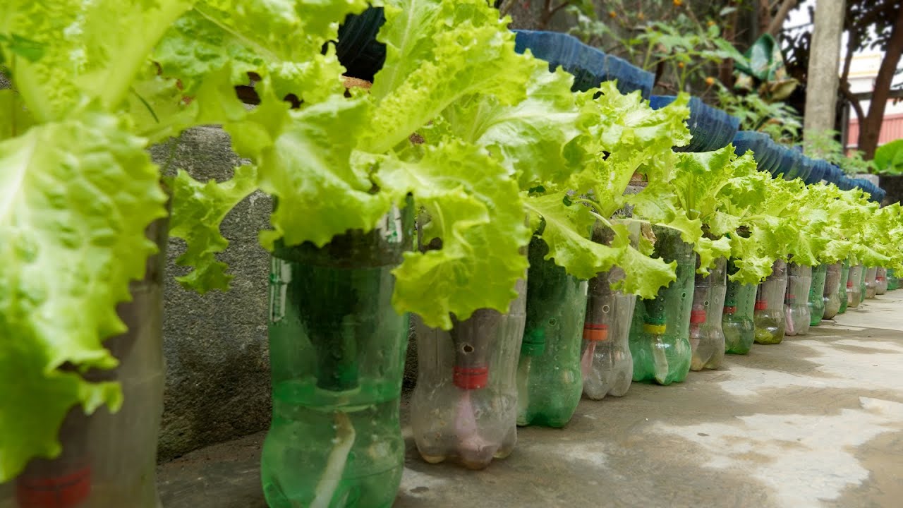 Recycle Plastic Bottles To Grow, Vegetable Garden In Plastic Bottles