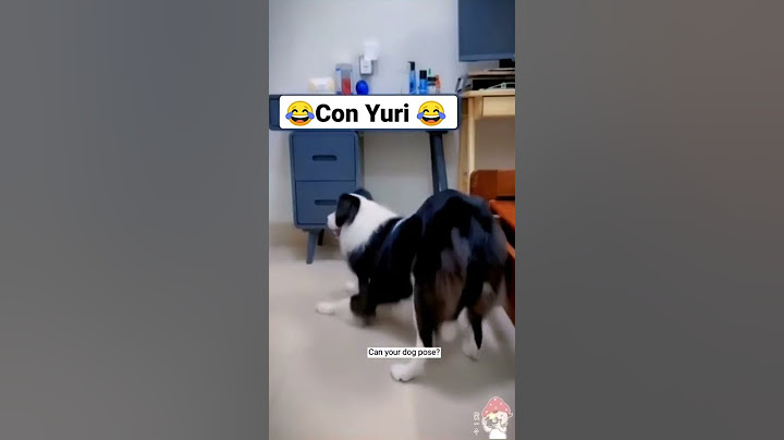 il cane intelligente 🧠 😂 😂 😂 😂