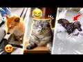 Viral Funny Pets 2026 🚀
