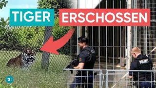 Drama in Leipzig: Entlaufener Tiger von Polizei erschossen