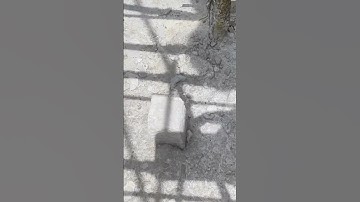 Shear key in column or shearwall