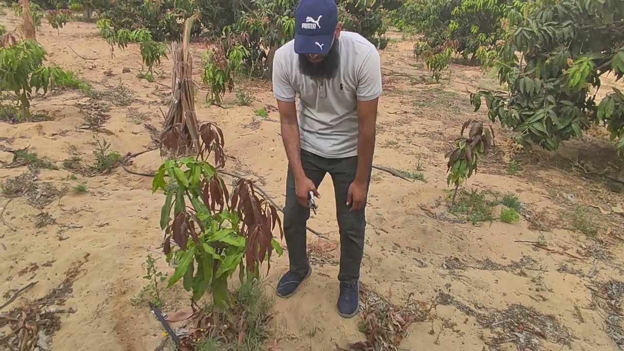 احترس قبل التقليم في المانجو افضل معلومات عن التقليم واجمل طرق التقليم01022222527