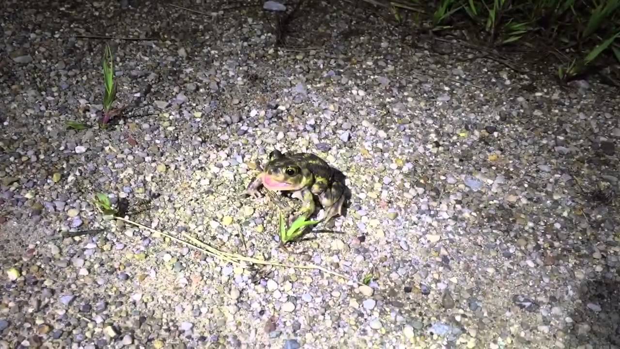 Spadefoot Toad Distress Call - YouTube