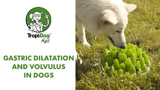 Gastric dilatation and volvulus in dogs - TropiDog tips by TropiDog 564 views 3 years ago 11 minutes, 9 seconds