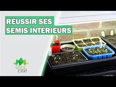 Vidéo: Feijoa : Semis En Intérieur