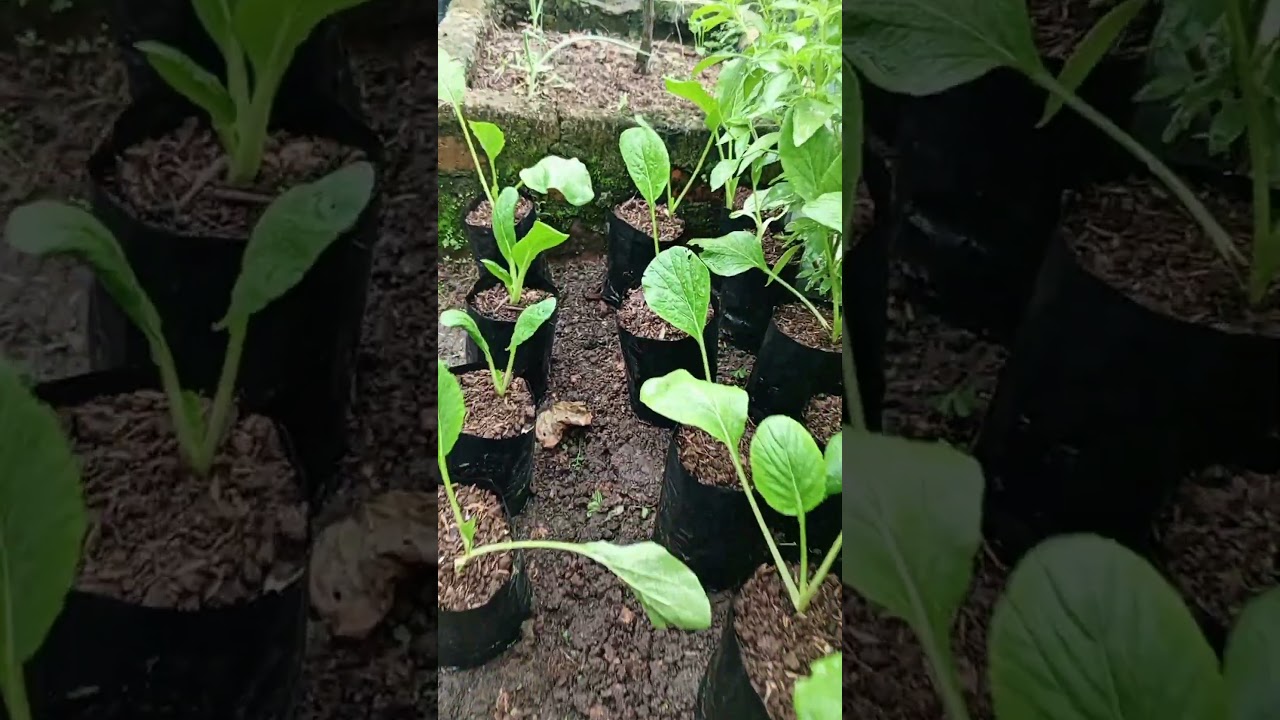 how to care for mustard greens  