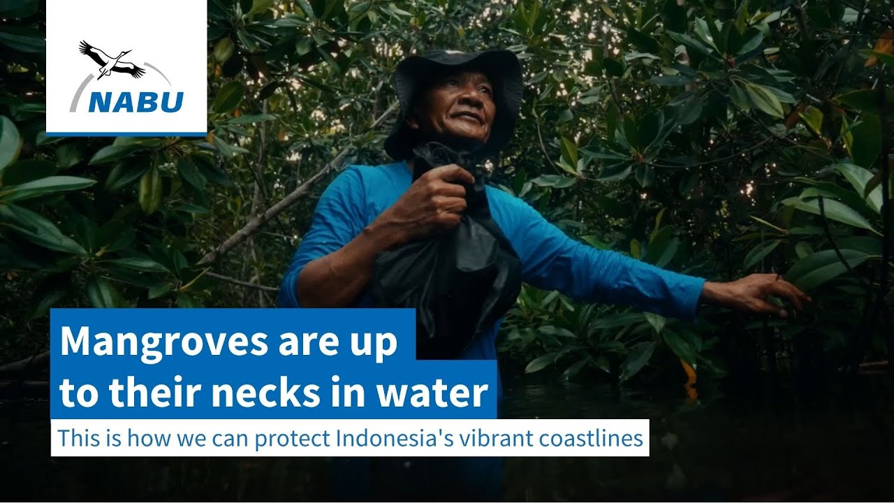 Mangroves are up to their necks in water - this is how we can protect Indonesia's vibrant coastlines