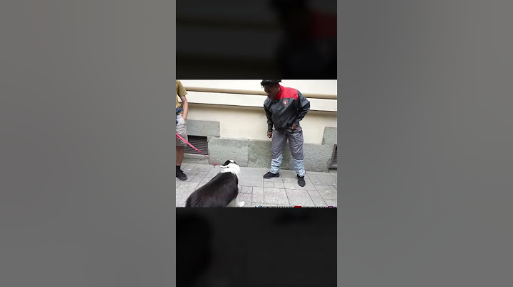 IShowSpeed gets outplayed by a dog in Poland #speedylive #ishowspeed #speedlive