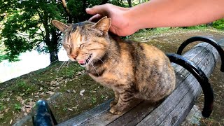 遊歩道のベンチに座っていた野良猫、声にならない声で鳴いてカワイイ