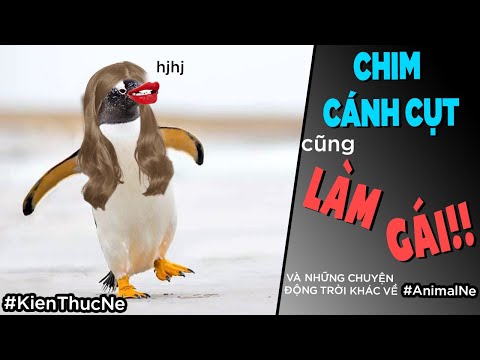 Chim cánh cụt cũng LÀM G.Á.I ! [AnimalNe - Dưa Leo DBTT]