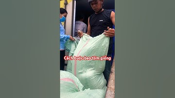 Cách buộc bao tôm giống Việt Úc