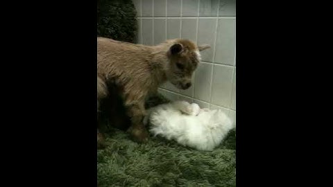 Watch the video about Newborn goat & kitten playing!