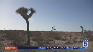 Growing popularity of Joshua Tree impacts longtime locals