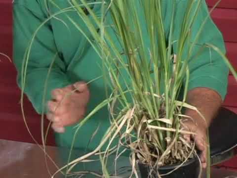 Video: Hoće li pampas trava procvjetati prve godine?