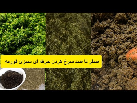 آموزش مرحله به مرحله و بهترین روش سرخ کردن سبزی قورمه و راحت ترین طرز تهیه سبزی خشک قورمه سبزی