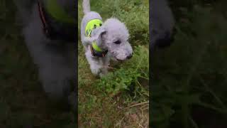 If this doesn't make you smile, nothing will! Dexter's feeling bouncy  #shorts