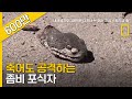 죽어도 공격하는 좀비 포식자