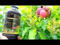 The Most Effective Liquid Fertilizer For Your Plants / Garden