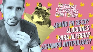 ¿Es tan malo bañar a tu gato? ¿Hay jabones específicos? | #PreguntasYRespuestas de baño en gatos