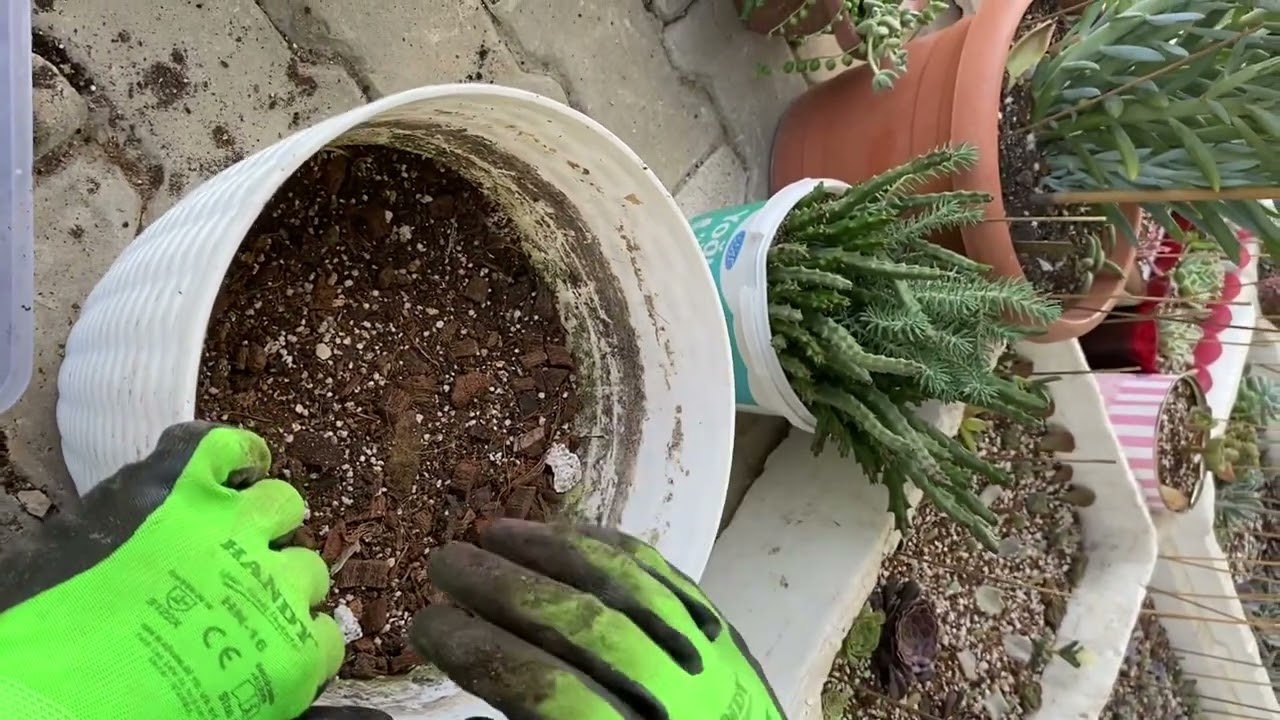 Evde Kompost nasıl yapılır ve sukulentlere olumlu etkileri ￼🪴🌵🥰