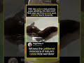 Cutest Baby Otter Learning to Swim! #Otter, #Baby Otter, #Cute Animals, #Wildlife