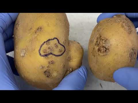Video: Kartoffelmosaikvirus - behandling af symptomer på mosaikvirus i kartofler