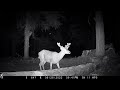 Bucks Gone Wild & Other Wild Animals Caught on Trail Camera