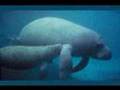 Manatease