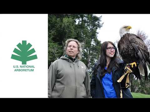 Digging In: Eagle Drama at the National Arboretum