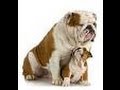 HOW TO TEACH YOUR DOG TO SKATEBOARD...instructional video HOW TO TEACH YOUR DOG TO SKATEBOARD...instructional video
