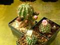 Turbinicarpus species