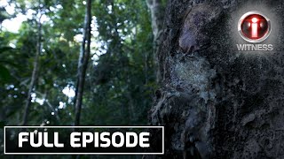 ‘Dagta ng Almaciga’, dokumentaryo ni Atom Araullo (Full episode) | IWitness