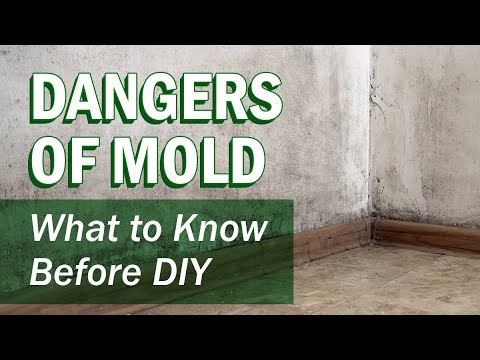 How to get rid of mold in house deals
