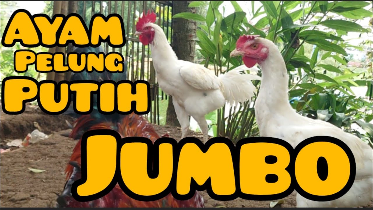 SAUNG AYAM PELUNG KASIH MAKAN DULU SAMBIL LIHAT ANAKAN ALHAMDULILLAH PADA SEHAT