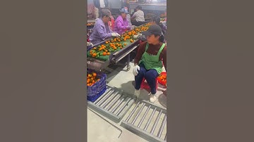 The process of sorting oranges on a conveyor belt