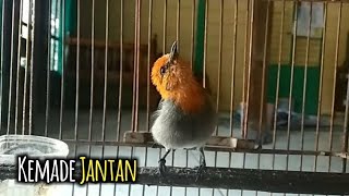 Burung Kemade Gacor Ngeplong | Ampuh Memancing Bunyi Cit Keres / Cabai Macet Bunyi