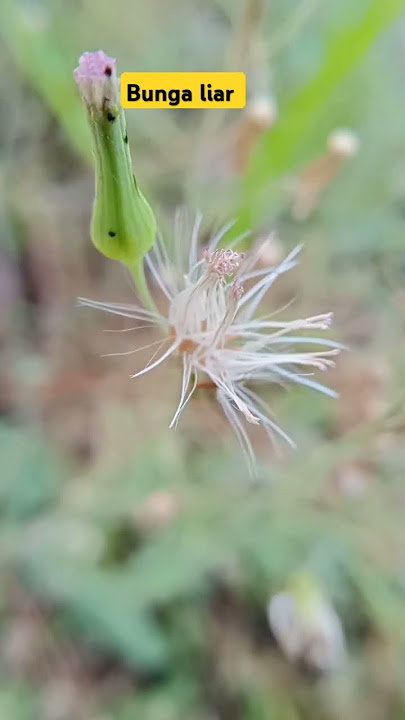 #bunga #nature #flowers #fyp